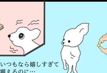 嬉しすぎて震える犬